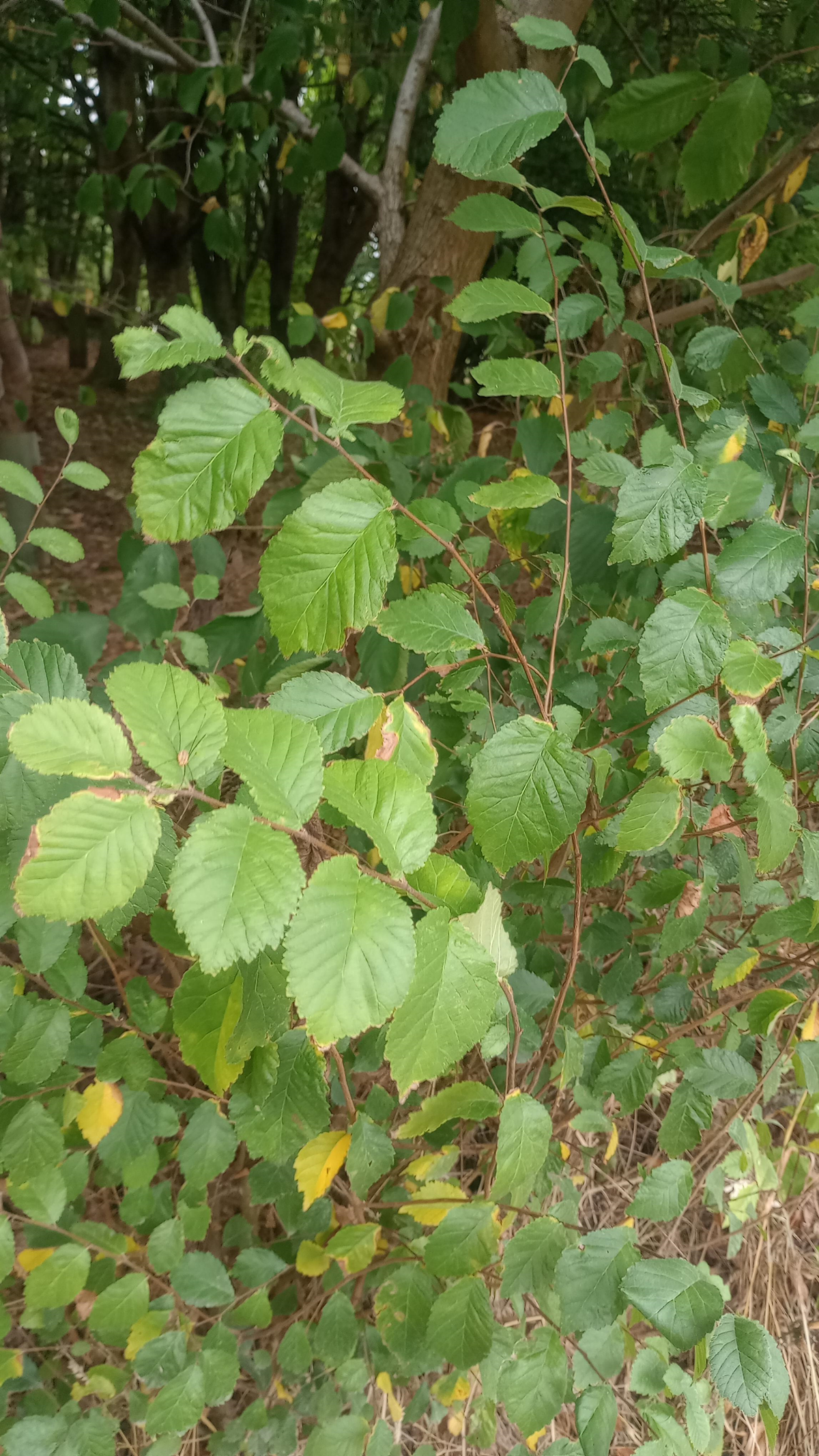 Scottish Elm Tree